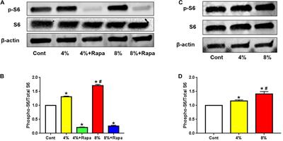 Mechanical Overloading Induced-Activation of mTOR Signaling in Tendon Stem/Progenitor Cells Contributes to Tendinopathy Development